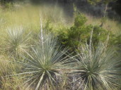 Yucca