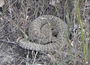 Rattlesnake