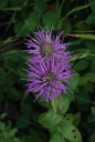 Bee Balm