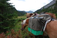 Horses, South Fork Birch Creek