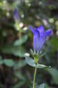 Mountain Gentian