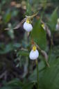 Ladyslippers