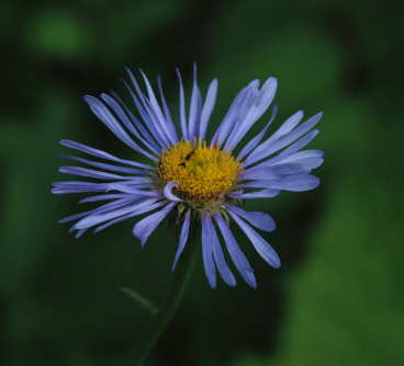 Showy Fleabane