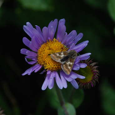 Showy Fleabane with Moth