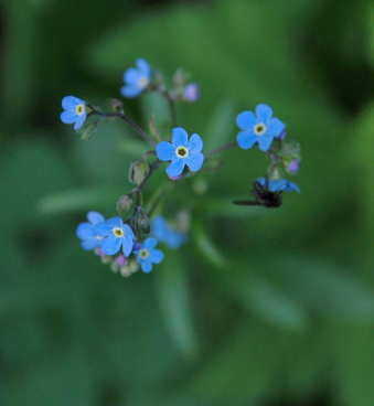 Woods Forget Me Not