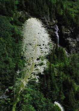 Beargrass