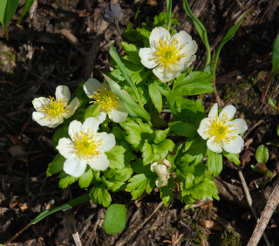 Globe Flower