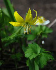 Glacier Lily