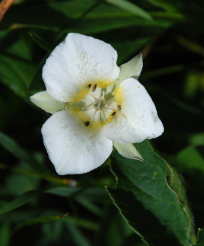 Trillium