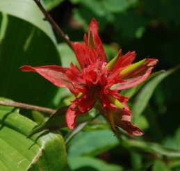 Rhexia-Leaved Paintbrush