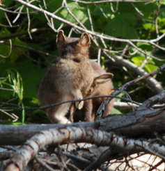 Pine Martin with Rabbit