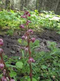 Pink Pyrola