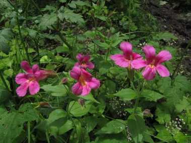 Monkey Flower