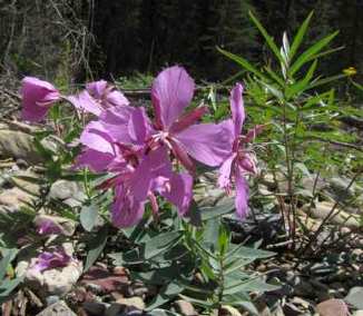 Alpine Fireweed