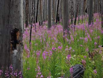 Fireweed