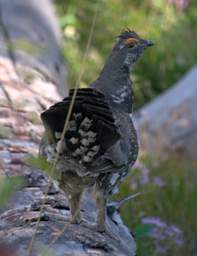 Blue Grouse