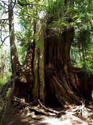 Big Cedar Tree