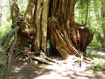 Dona inBig Cedar Tree