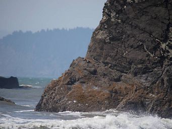 Pigeon Guillemots at Ruby Beach