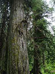 Ross Creek Cedars