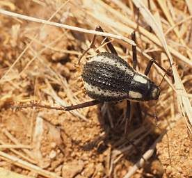 Brandberg Mtn Beetle