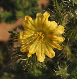 Brandberg Mtn Flower Xxx Yellow