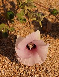 Brandberg Mtn Flower Xxx Pink