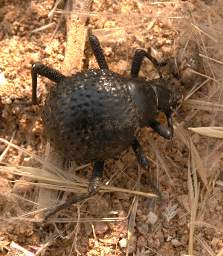 Brandberg Mtn Beetle