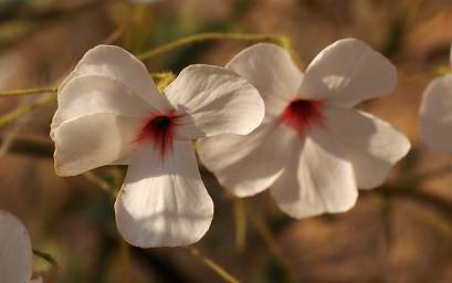 Brandberg Mtn Flower Xxx White Pink