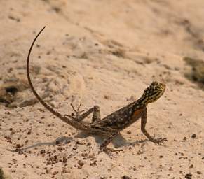 Brandberg Mtn Rock Agama F