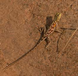 Brandberg Mtn Rock Agama F