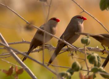 Brandberg Mtn Bird Common Waxbill