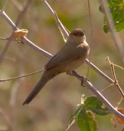 Brandberg Mtn Bird Common Waxbill