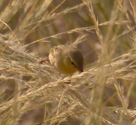 Brandberg Mtn Bird Xxx