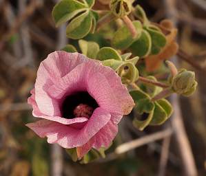 Brandberg Mtn Flower Xxx Pink