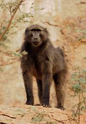 Brandberg Mtn Baboon