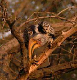 Southern Yellow Hornbill