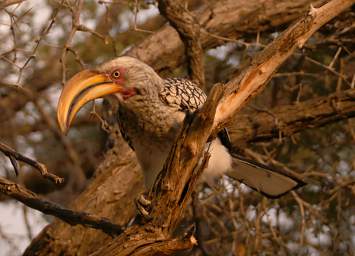 Southern Yellow Hornbill