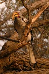 Southern Yellow Hornbill