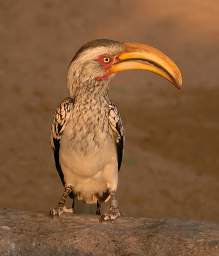 Southern Yellow Hornbill