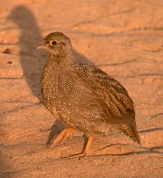 Double Banded Sand Grouse F