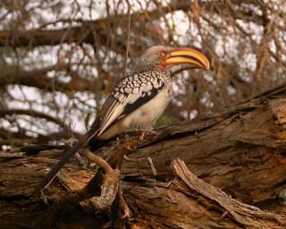 Southern Yellow Hornbill