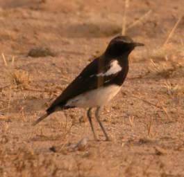 Mountain Wheatear