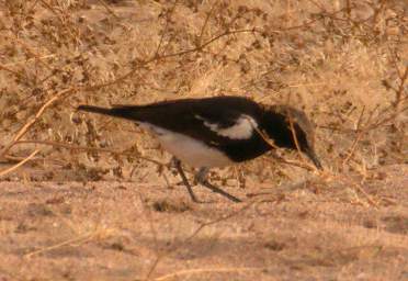 Mountain Wheatear