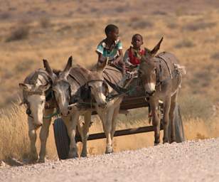 Brandberg Mtn Donkey Cart