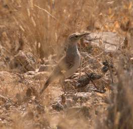 Benguela Long Billed Lark