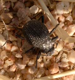 Brandberg Mtn Beetle