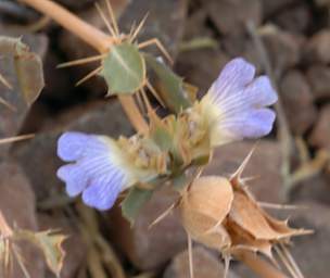 Burnt Mtn Flower Xxx Lavender