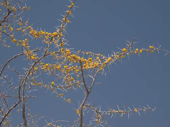 Damaraland Tree Thorns Yellow Blossoms