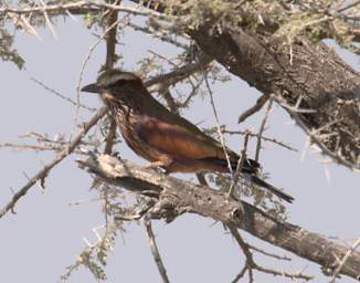 Damaraland Bird Purple Roller